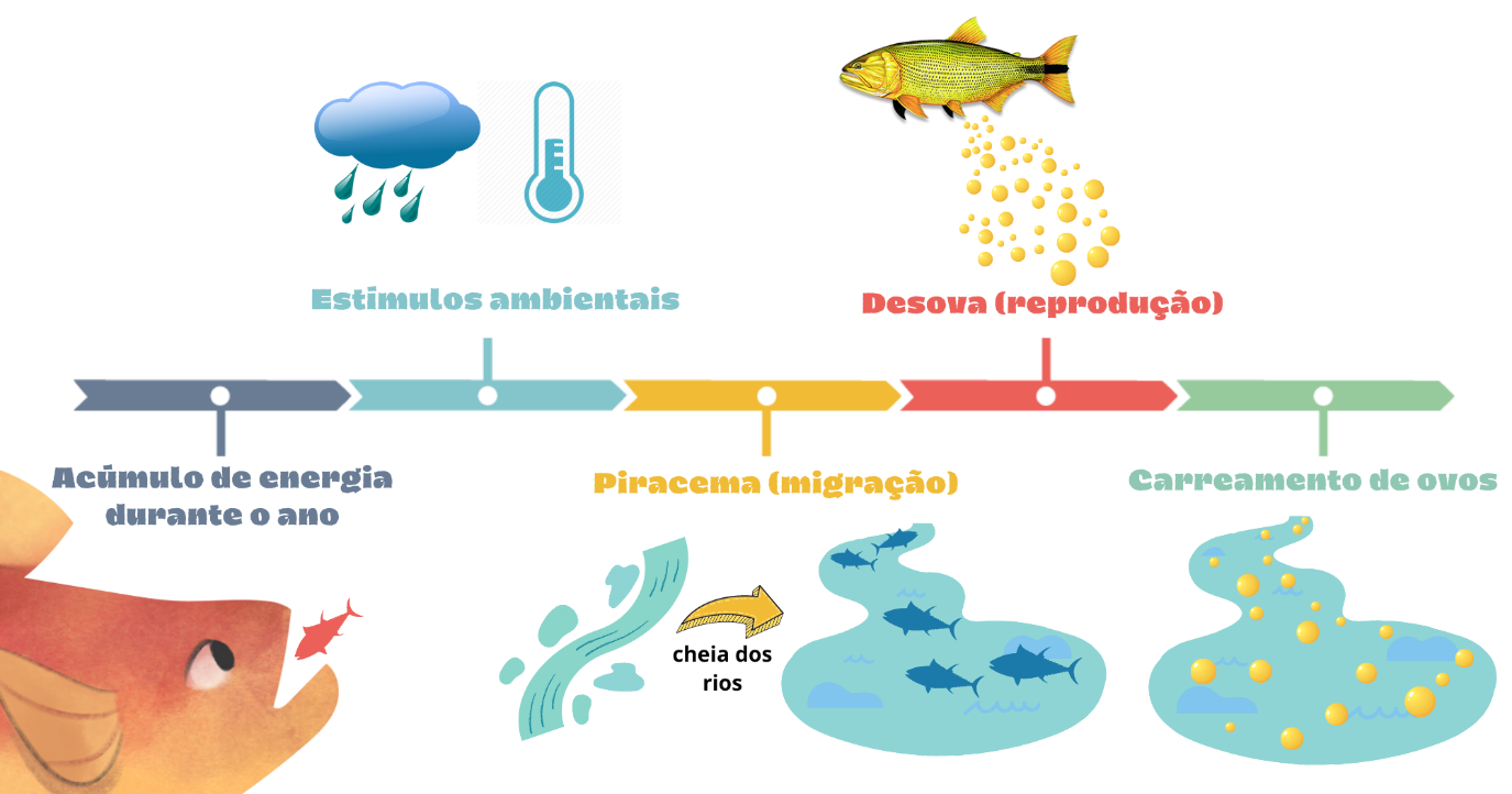 piracema1