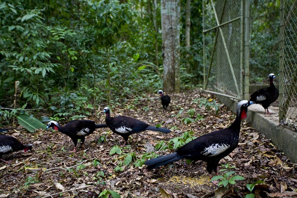 Soltura_jacutingas_Foto_Edson_Valgas_de_Paiva_4_Dentro