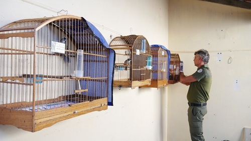 Aves foram avaliadas por veterinários e algumas já foram soltas nas proximidades dos municípios alvos da operação